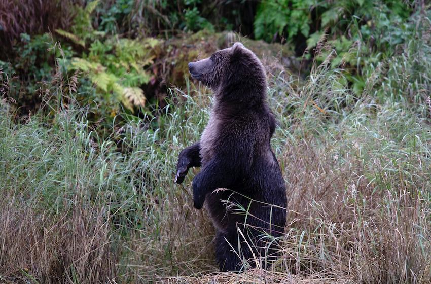 Mama Bear Wisdom - New Baby New Paltz