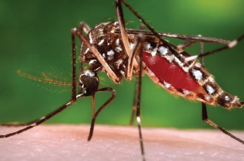 Zika Virus Declared Emergency - New Baby New Paltz